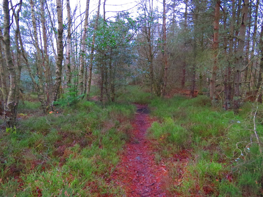Devilla Forest-Kincardine必去景点