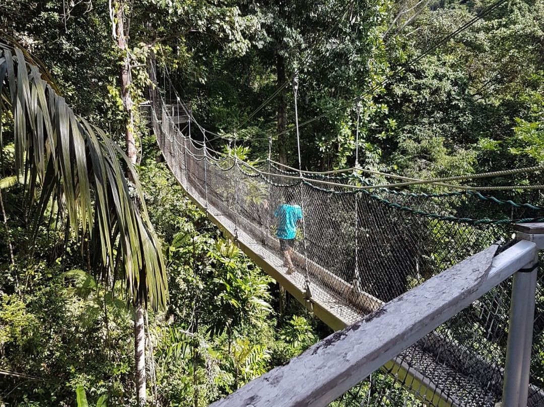 Iwokrama Canopy Walkway景点图片