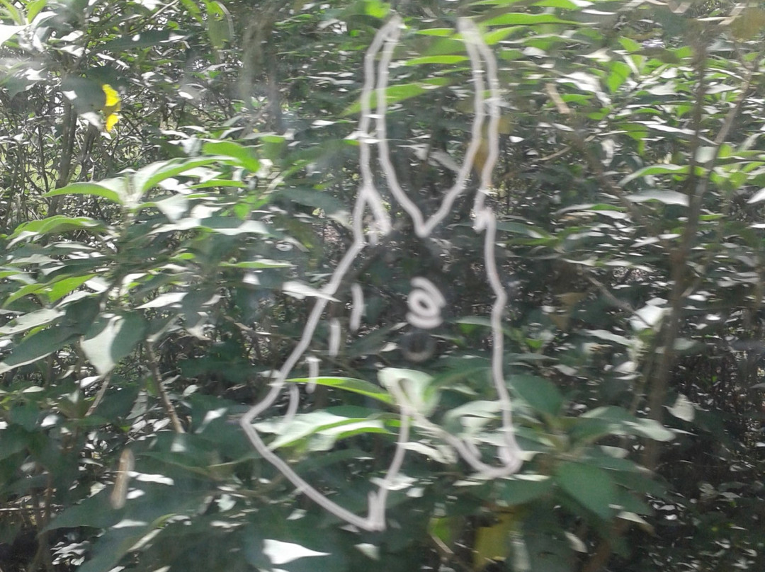 The Paton Express-Ixopo必去景点