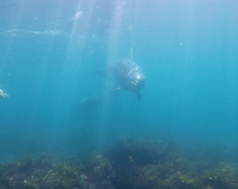 New Zealand Diving-瓦卡沃夫必去景点