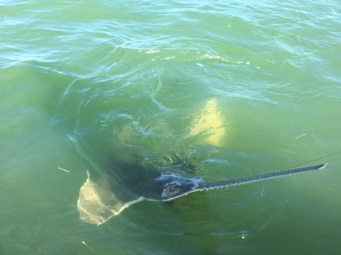 Reel Mell-O Sportfishing-Tavernier必去景点