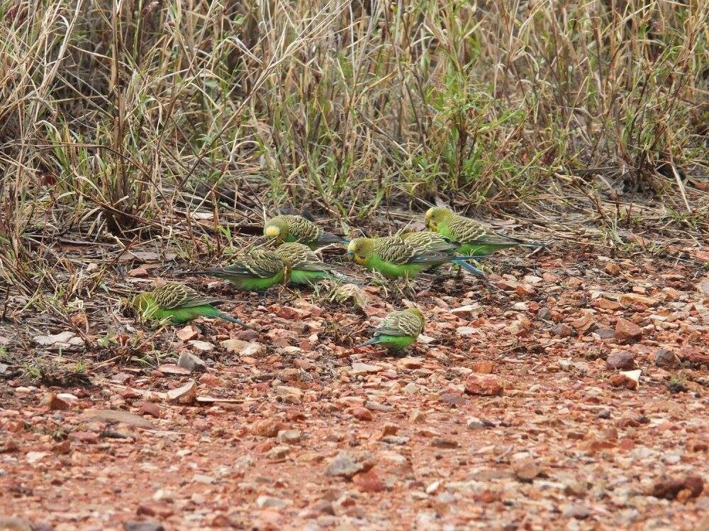 Iytwelepenty / Davenport Ranges National Park-Ali-Curung必去景点