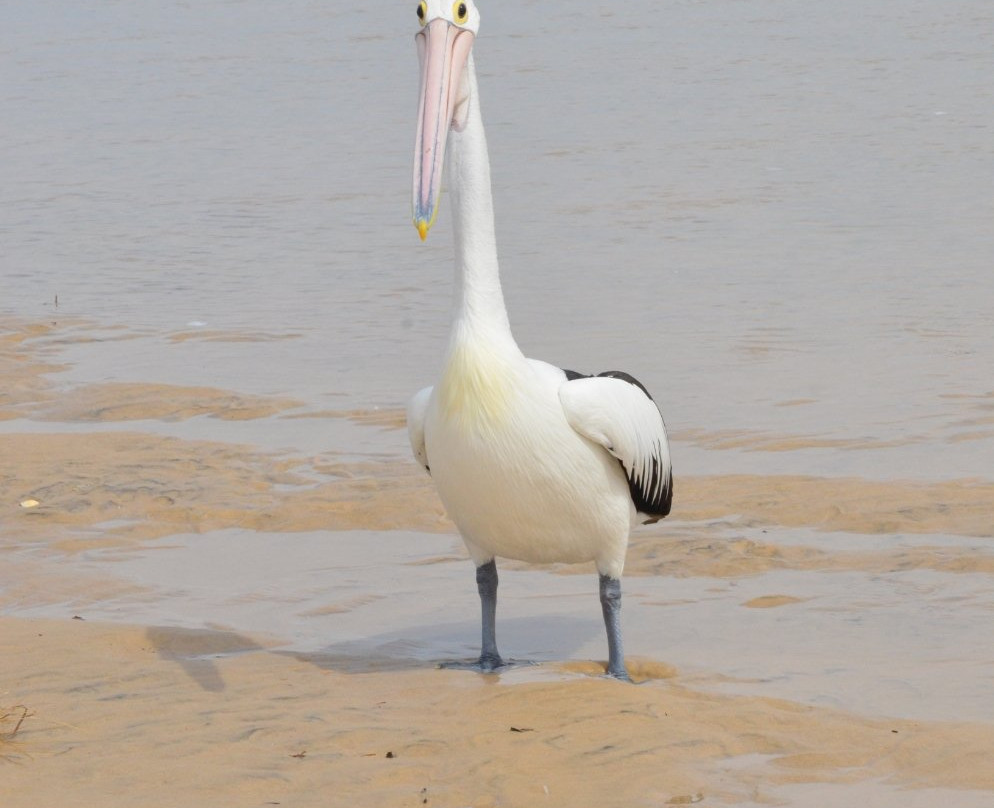 Stradbroke Island Adventures-Paradise Point必去景点