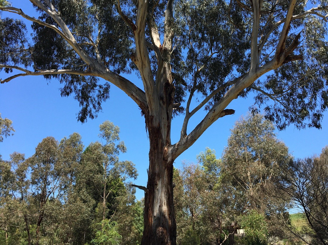 Yarrabing Wetlands Reserve景点图片