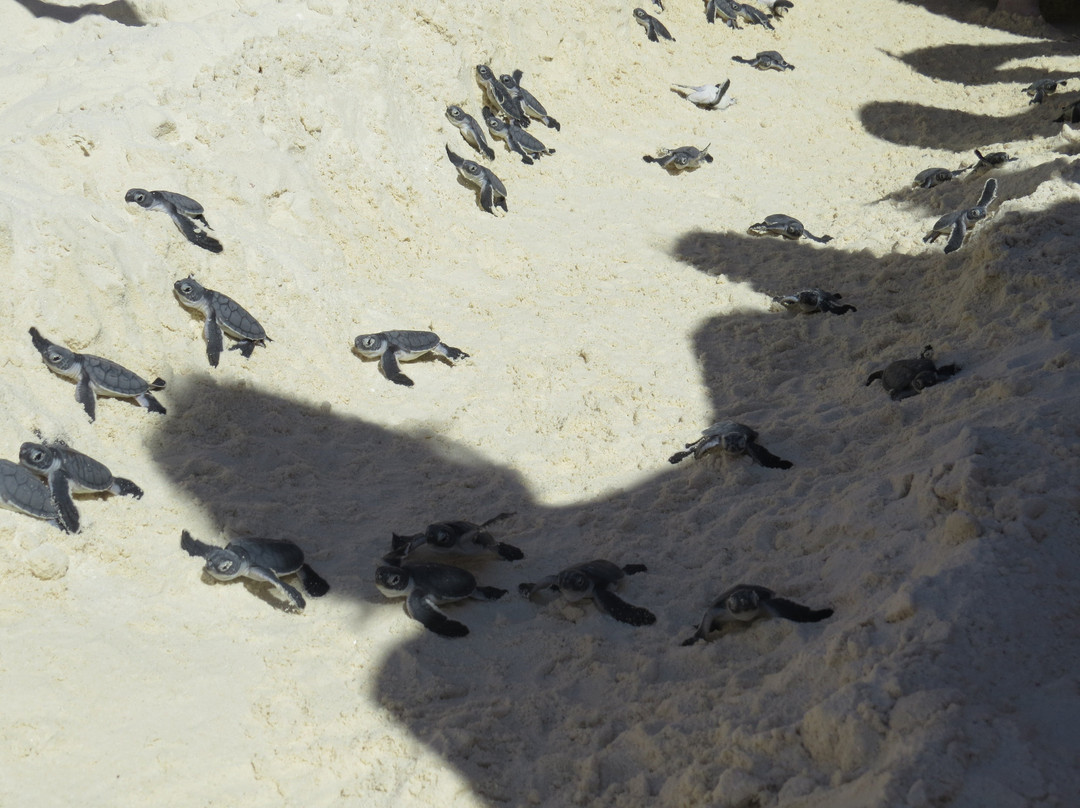 NH Collection Maldives Reethi Resort主图