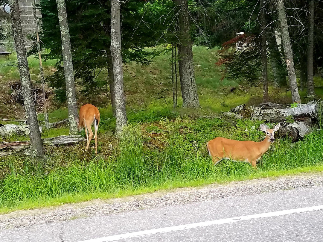 Northernaire Resort主图