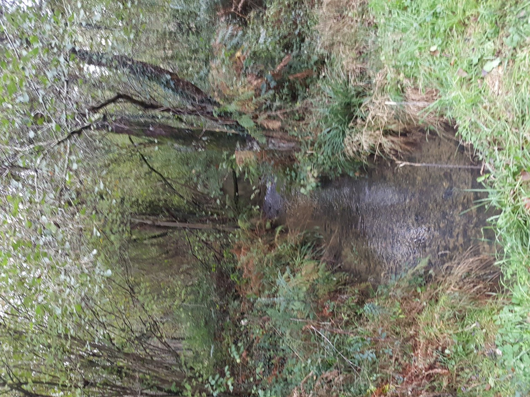 Forêt de Bastard景点图片