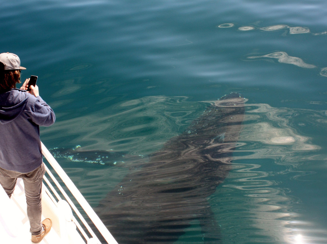 Geographe Maritime Charters-巴瑟尔顿必去景点