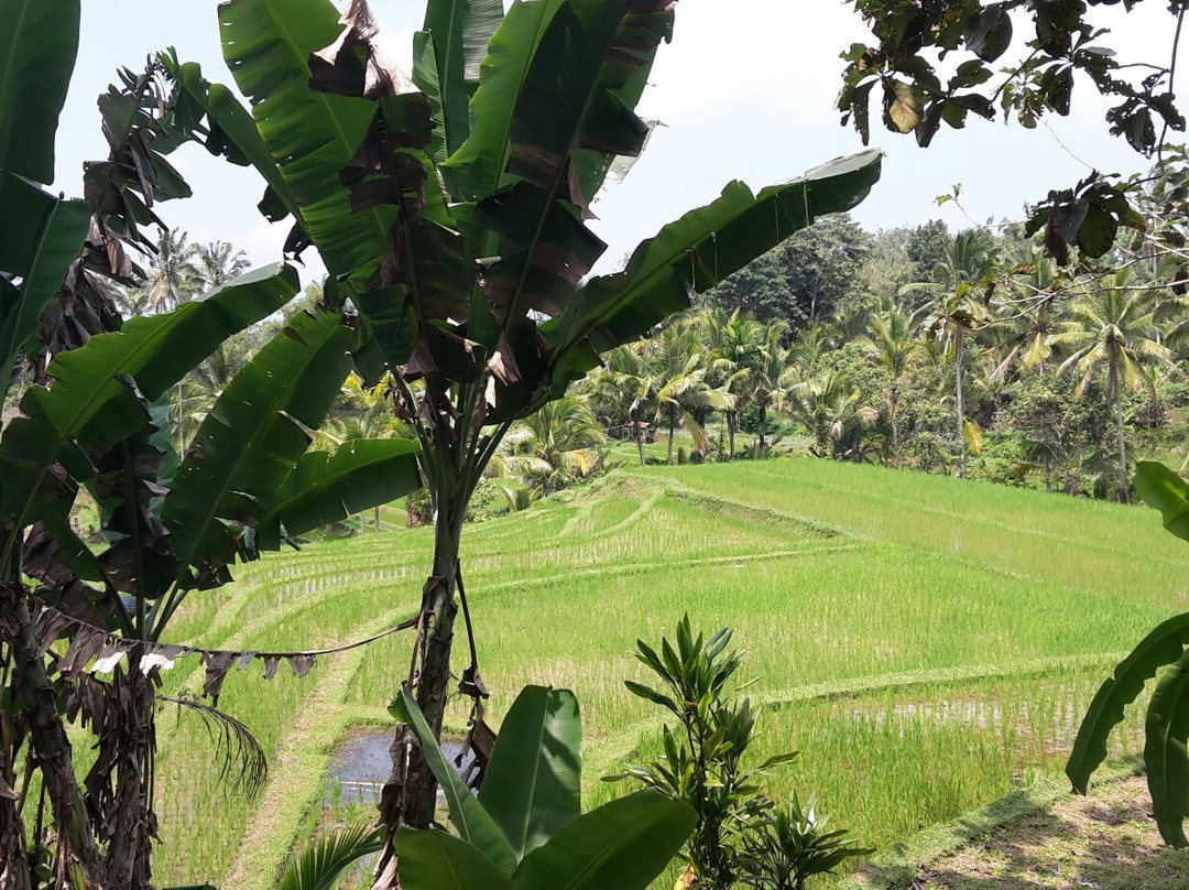 Bali Touren (Wayan Pageh)景点图片