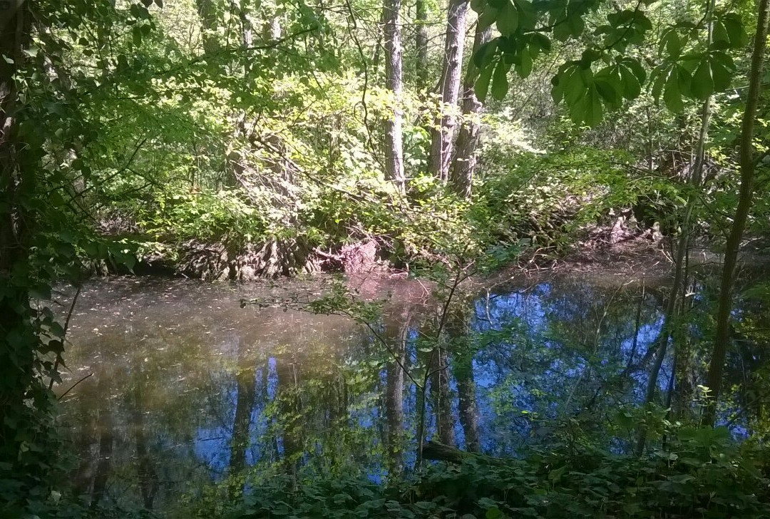 Parc de Fouchy景点图片