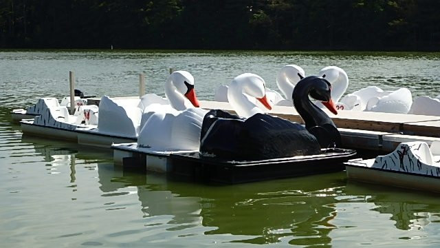 Paddle Boating and Picnic Pavilion景点图片