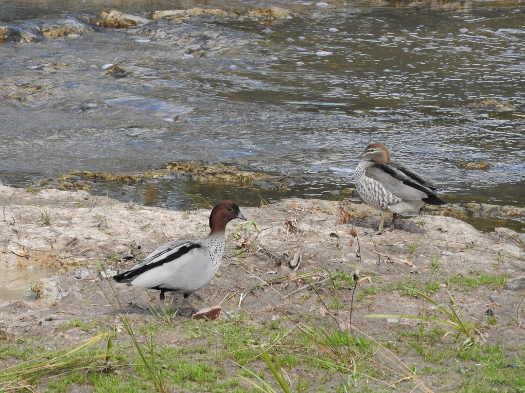 Crinigan Bushland Reserve-摩威必去景点