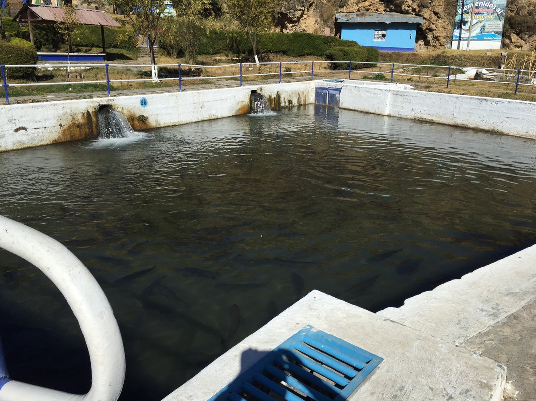 Ingenio Criadero de Truchas-万卡约必去景点