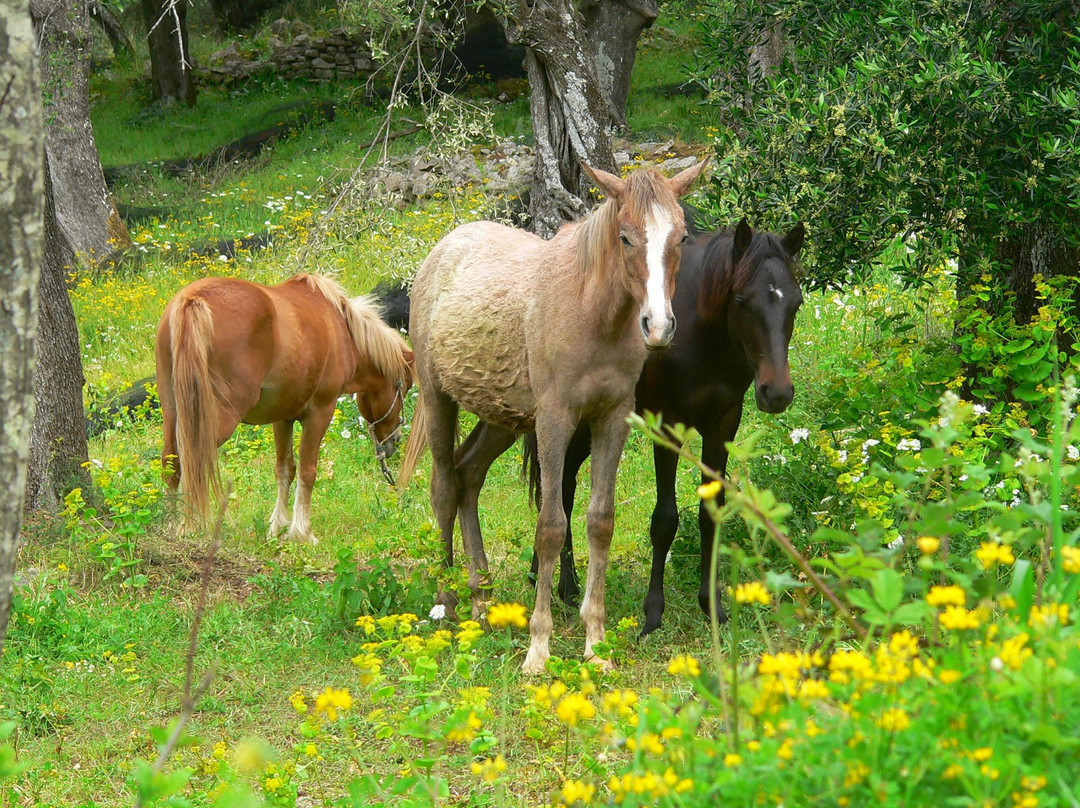 Arena horse riding corfu-Perithia必去景点