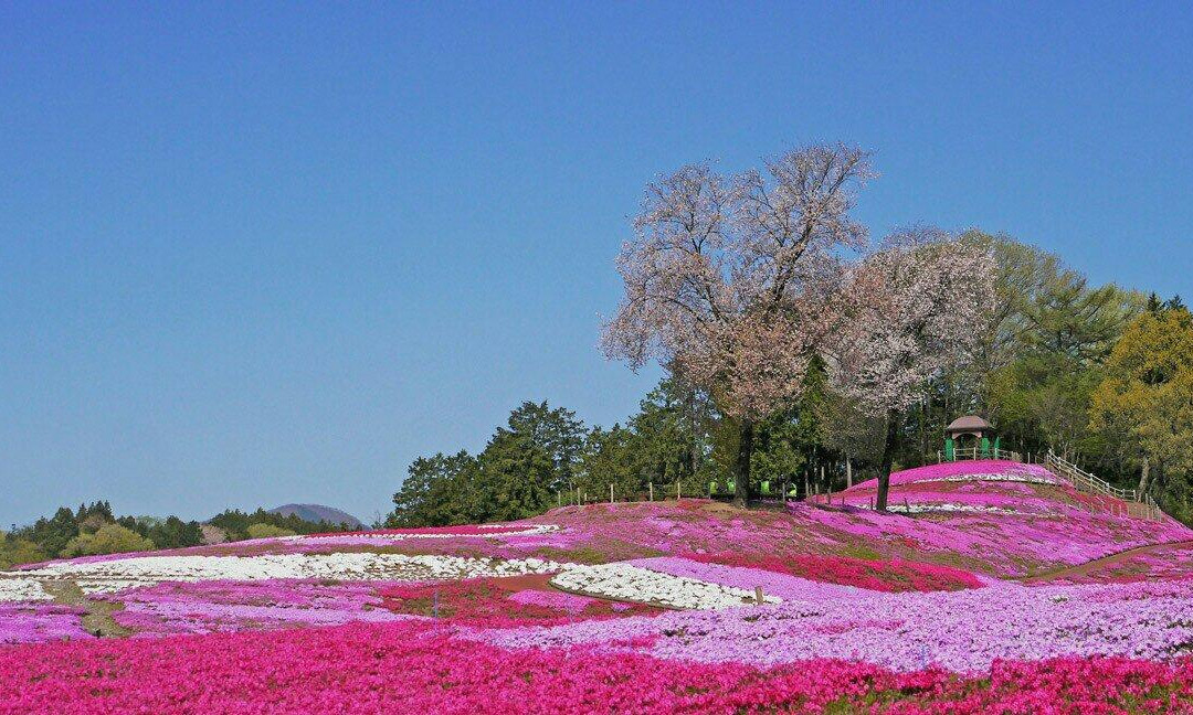 Misato moss phlox Park-高崎市必去景点