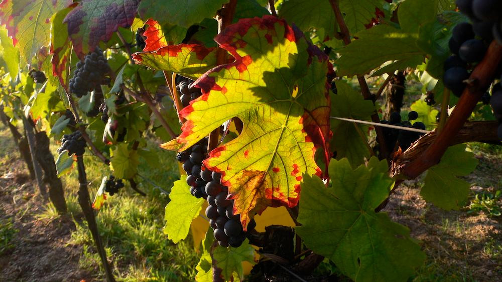 Domaine Jean-Paul Schmitt景点图片