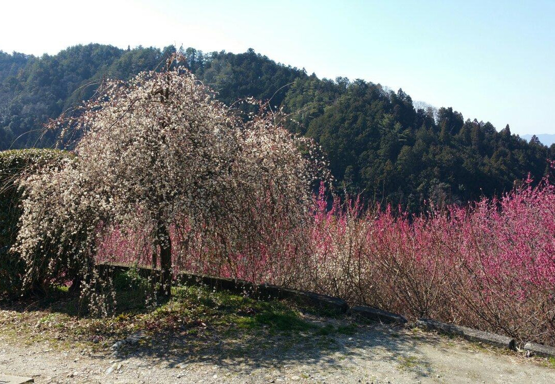 Hirohashibairin景点图片