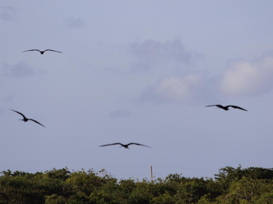 Booby Pond Nature Reserve-Little Cayman必去景点