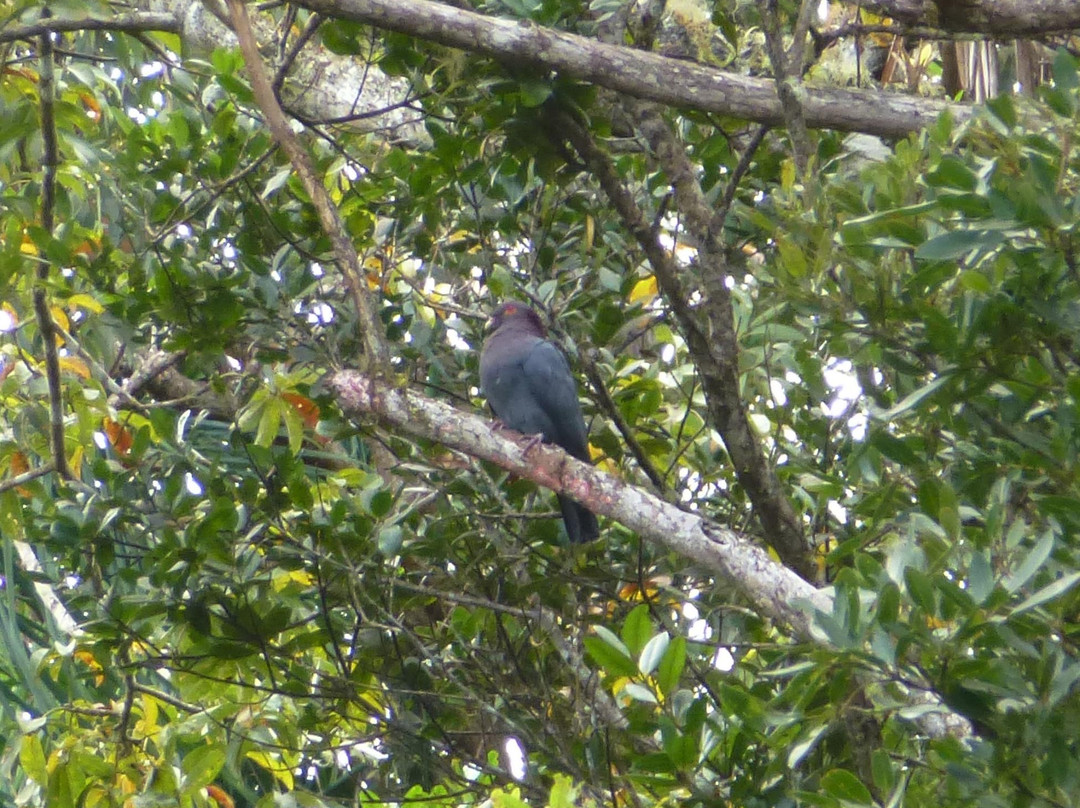 Gabriel Lugo Birding Tour Guide-巴塞罗那塔必去景点