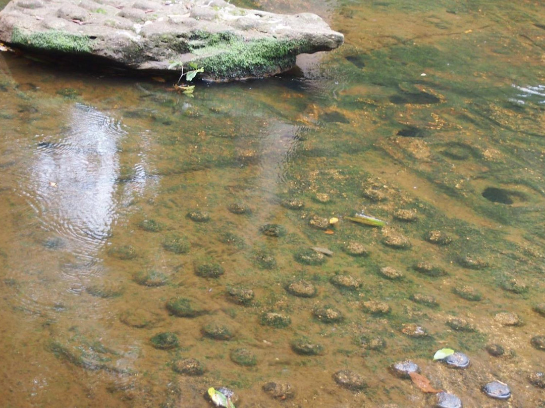 Kulen Prumep Wildlife Sanctuary景点图片