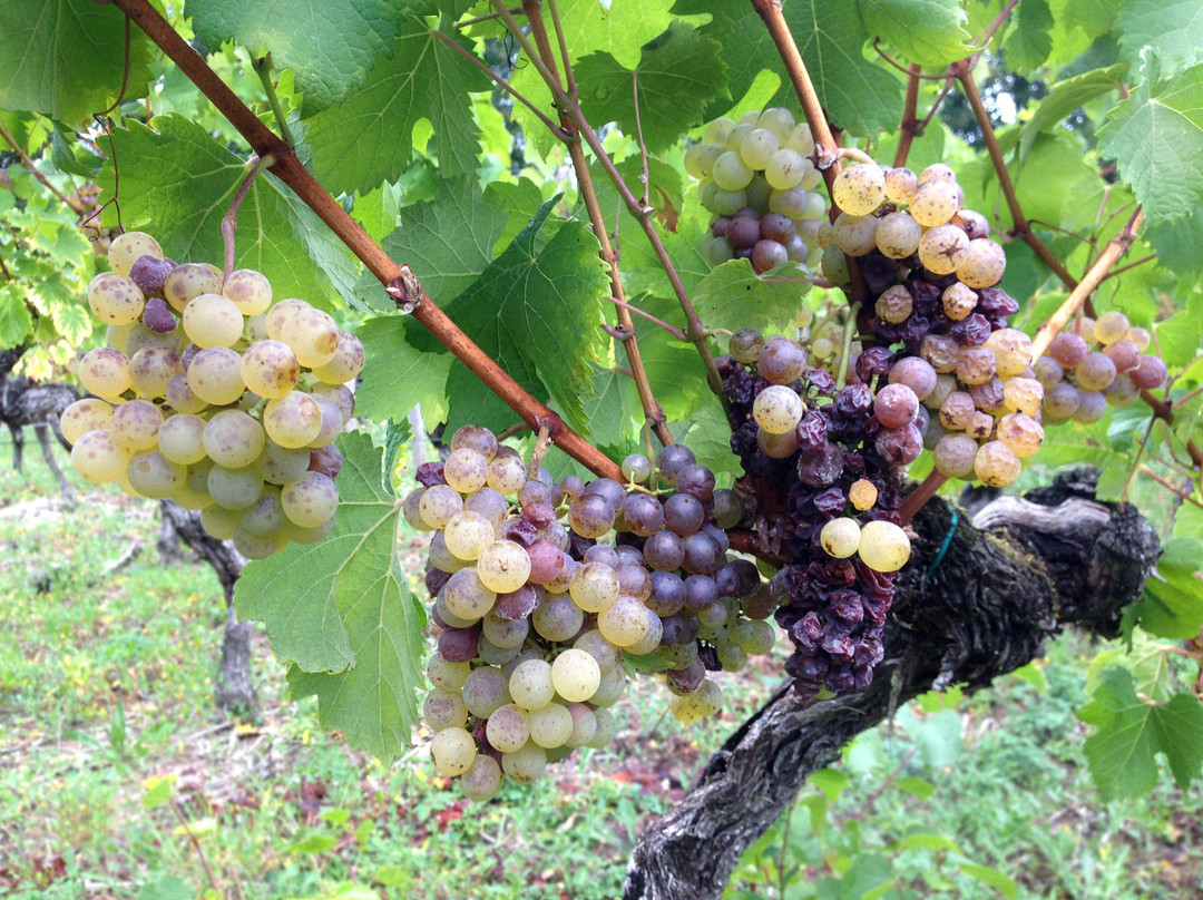 Domaine De La Gauche景点图片