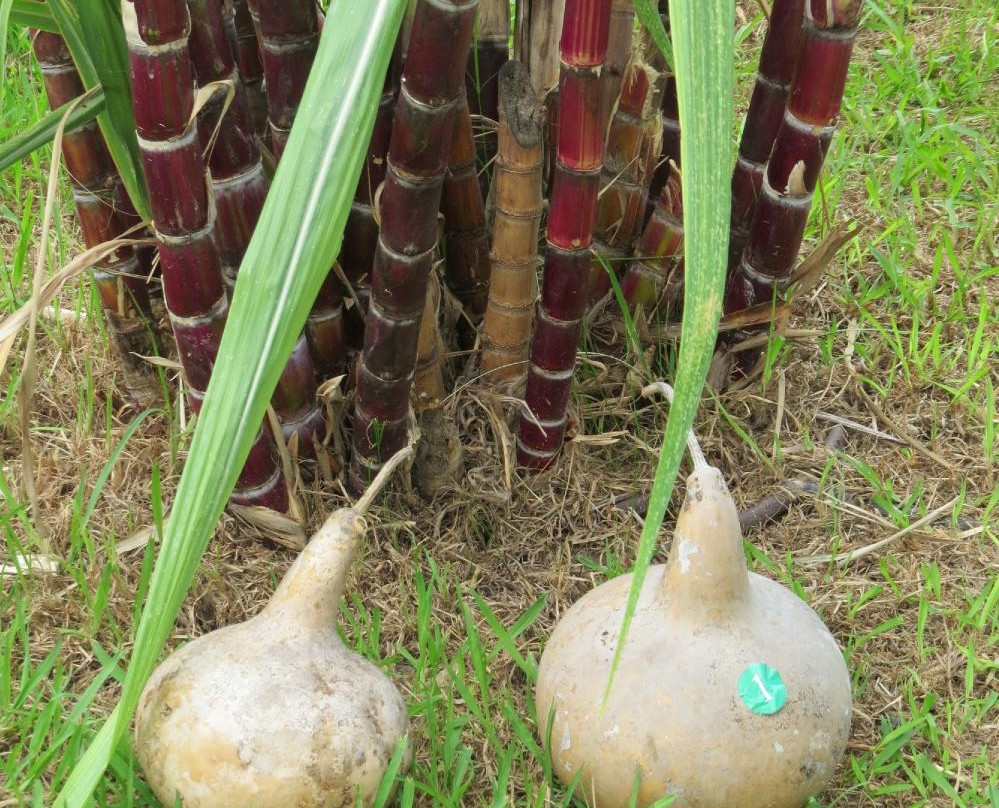 夏威夷热带植物园-库克船长必去景点