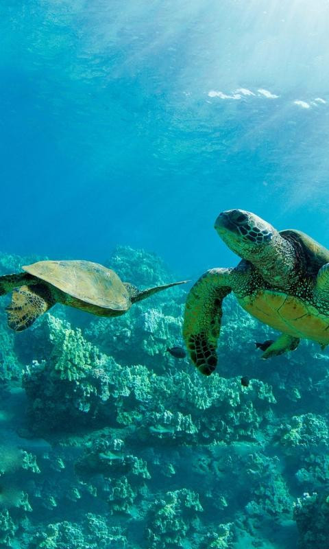 Vandenberg Wreck-基韦斯特必去景点