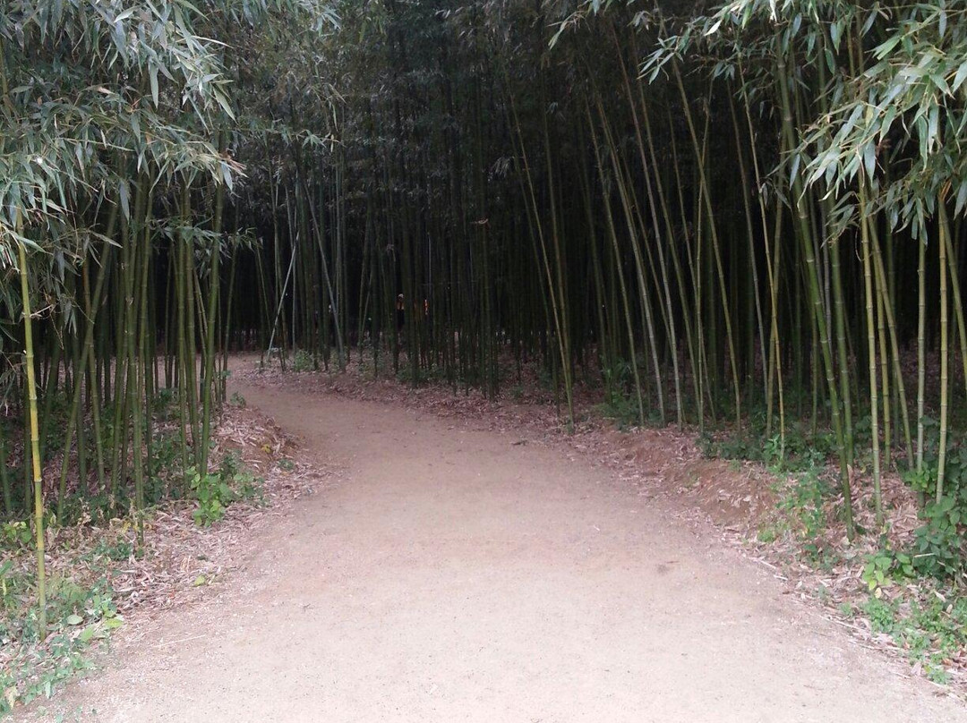 Taehwa River Seepri Bamboo Grove-蔚山必去景点