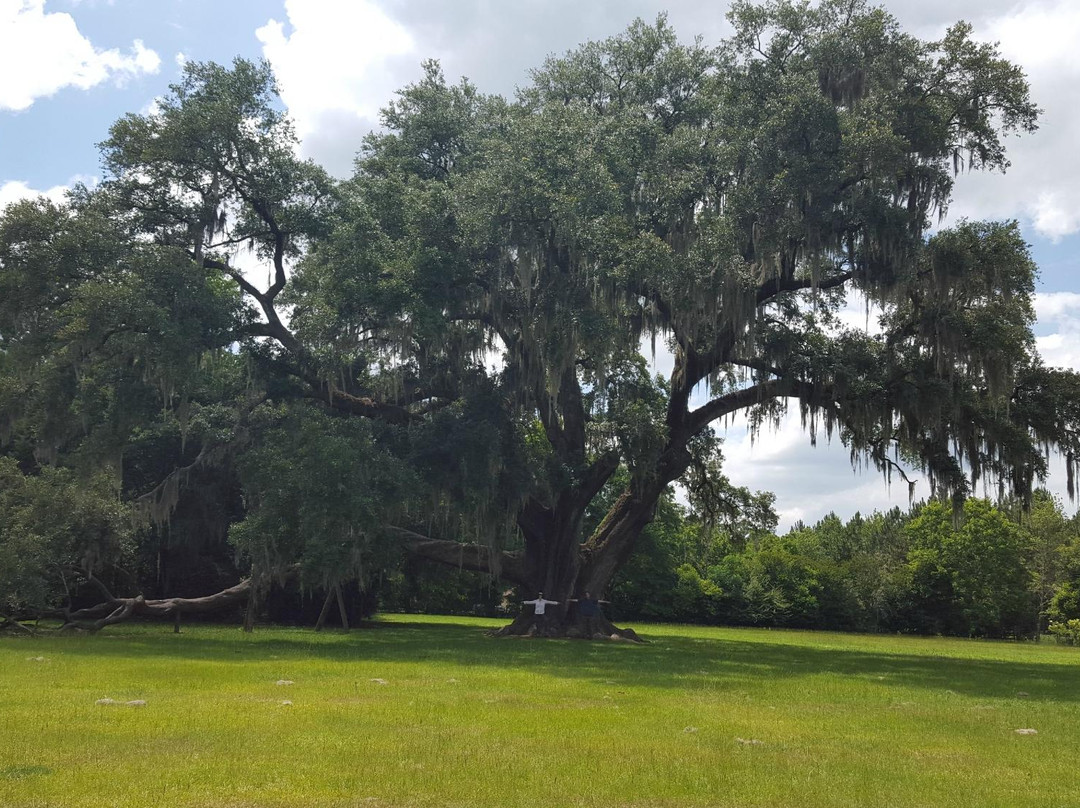 Cellon Oak Park景点图片