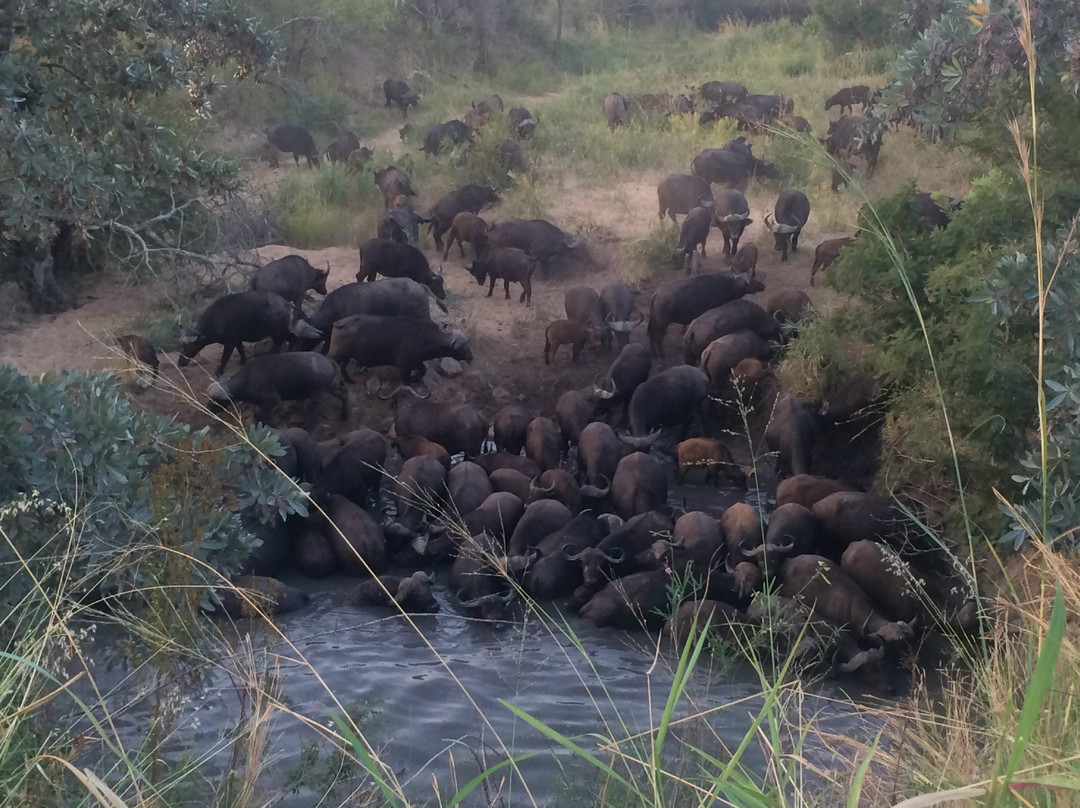 Kruger Sky Shuttle Service-赫拉斯科普必去景点