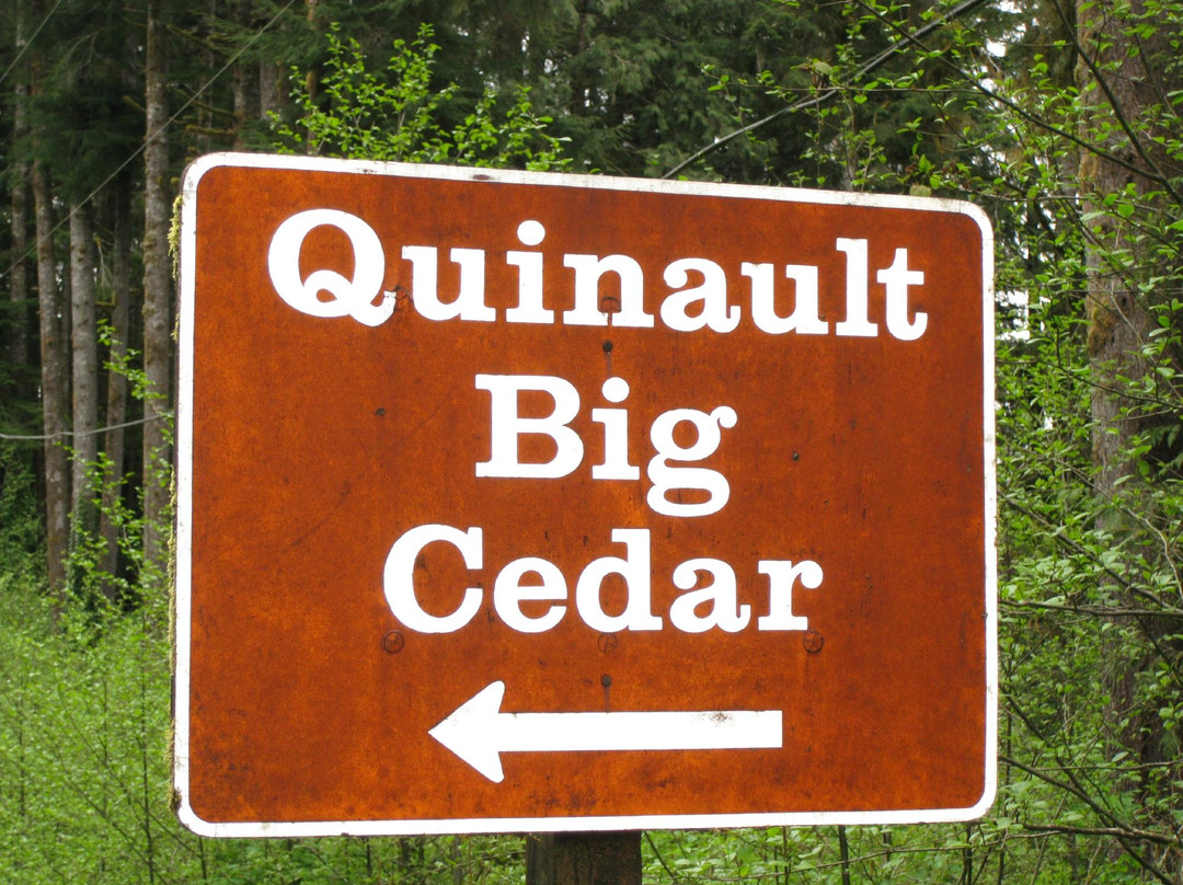 Quinault Big Cedar景点图片