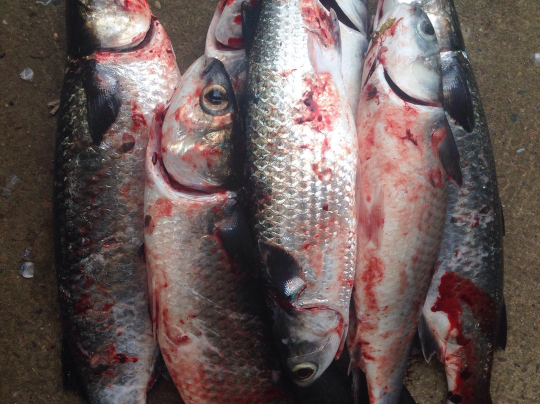 Lake Cathie Foreshore Reserve-Lake Cathie必去景点