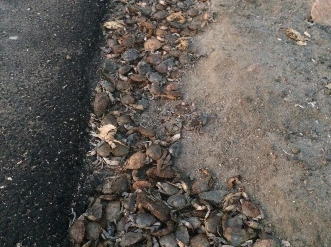 Pennai Causeway-贾夫纳必去景点