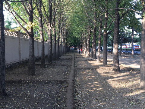 钓鱼台银杏大道-北京市必去景点