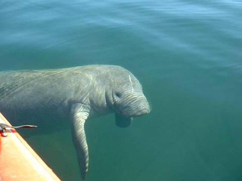 Lighthouse WaterSports-迈尔斯堡海滩必去景点