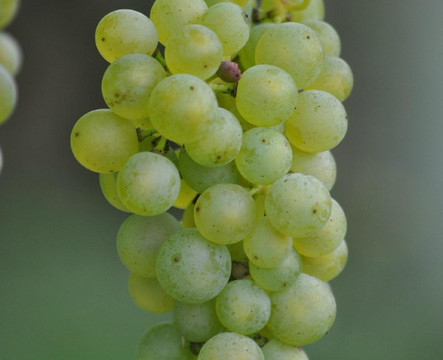 RentaBike Miselerland - Remich-Remich必去景点