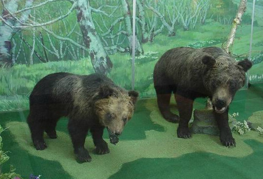 长白山自然博物馆-安图必去景点