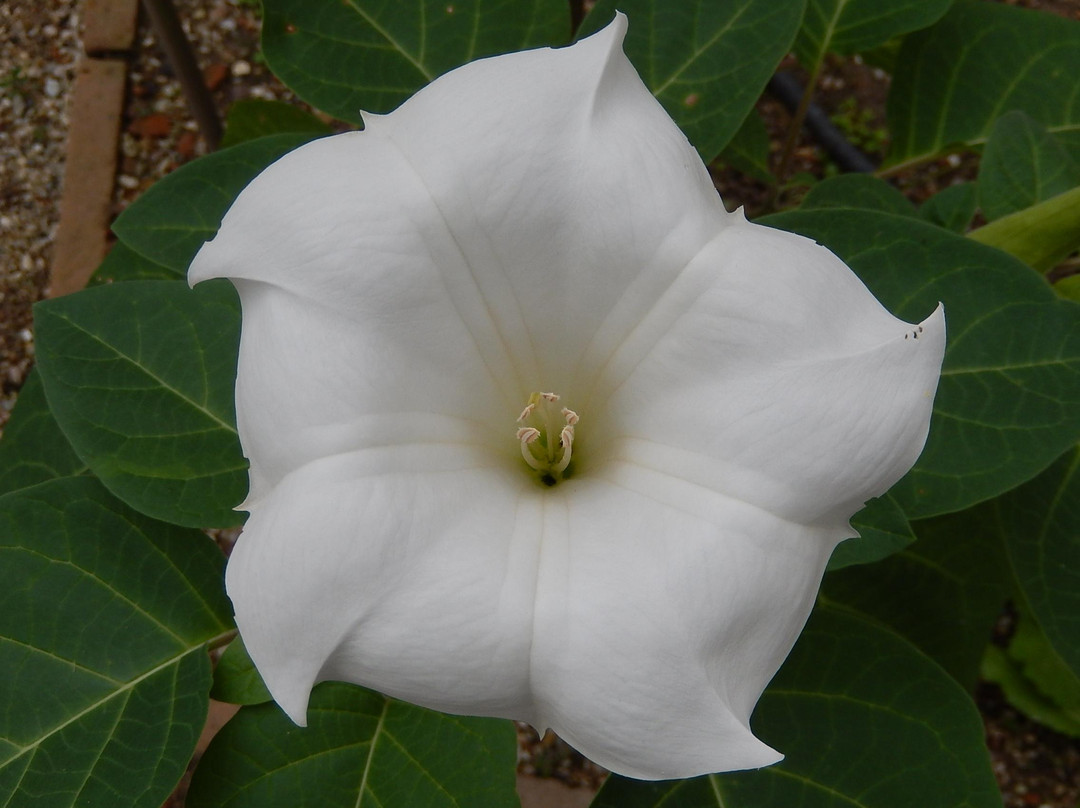 Giardino Rasponi o delle Erbe Dimenticate景点图片