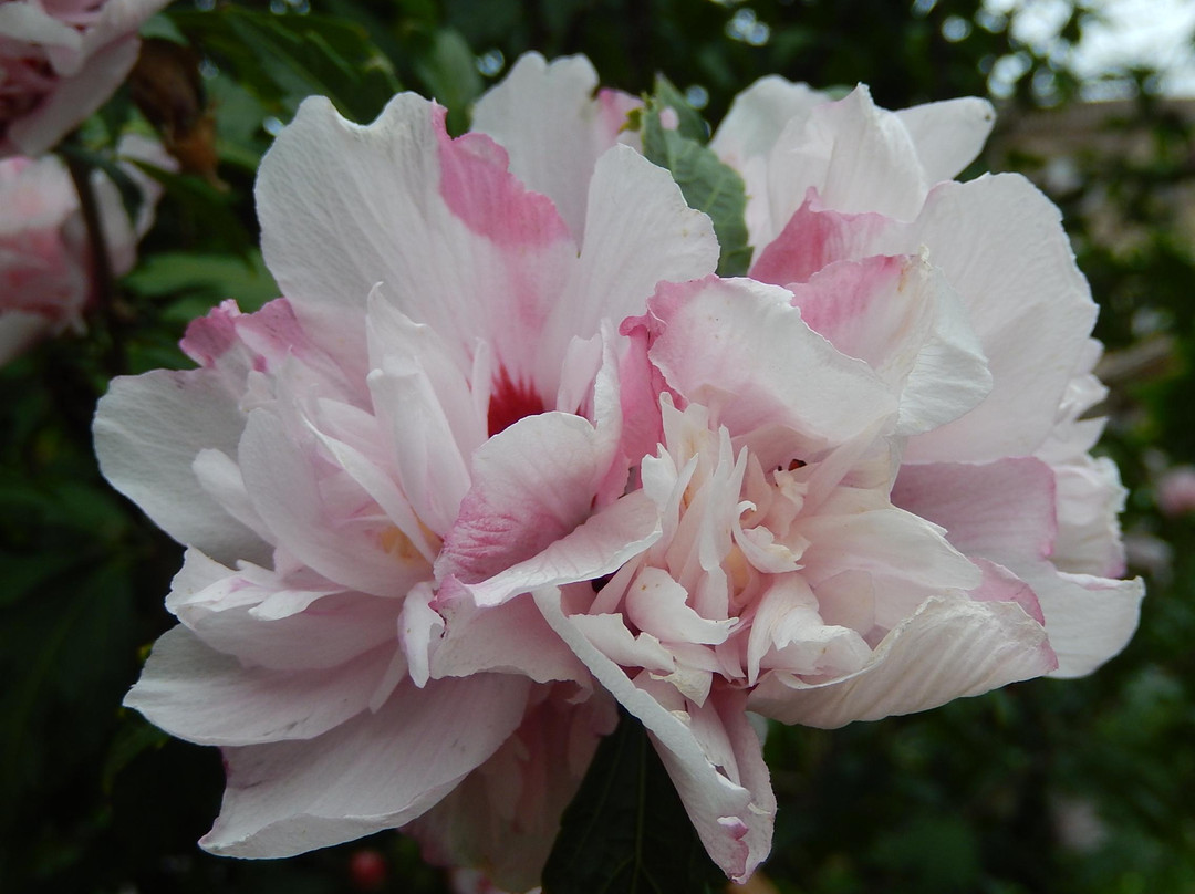 Giardino Rasponi o delle Erbe Dimenticate景点图片