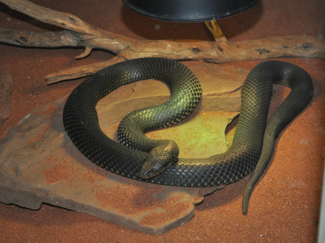 Armadale Reptile Centre景点图片