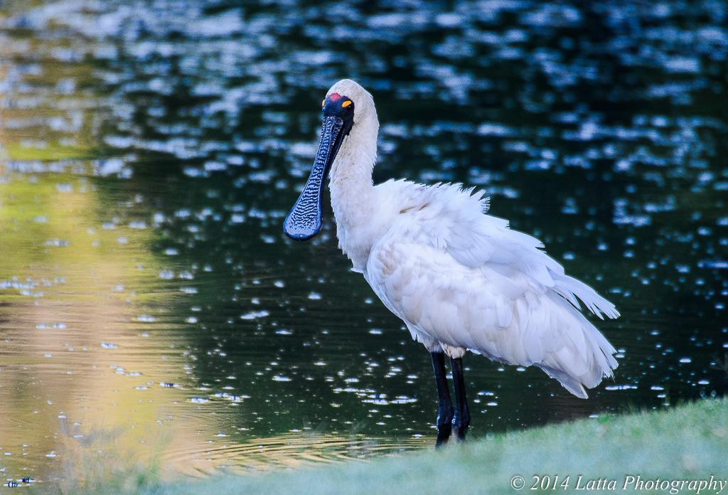 Sherwood Arboretum-布里斯班必去景点