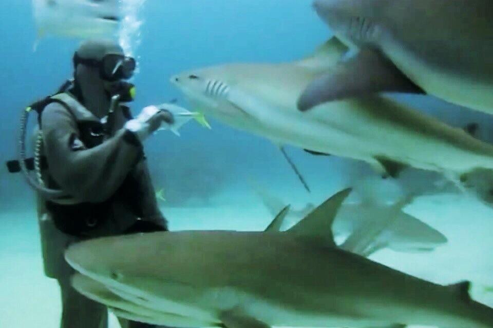 Shark Alley-大巴哈马岛必去景点