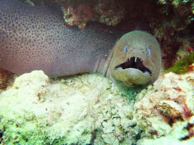 Neptune Scuba Diving-查龙必去景点