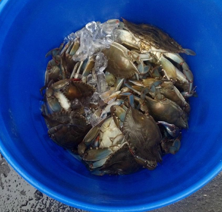 Badfish Charters-Ocean View必去景点