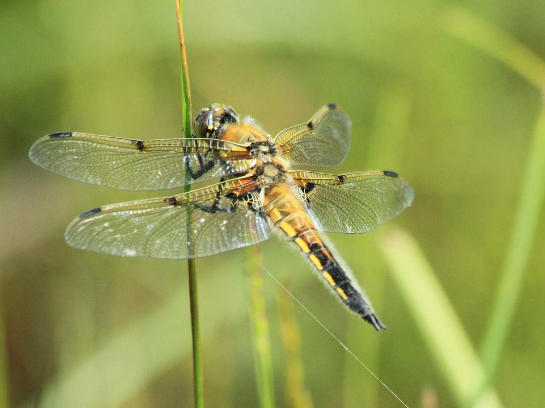 Glengorm Wildlife Project-Tobermory必去景点