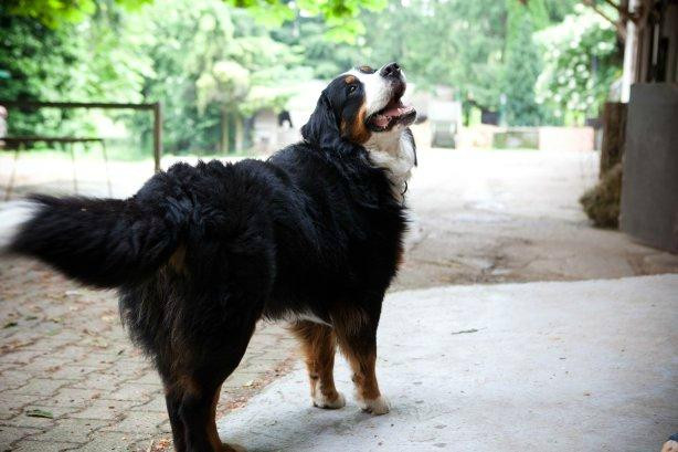 Gästehaus Kaltenbach主图