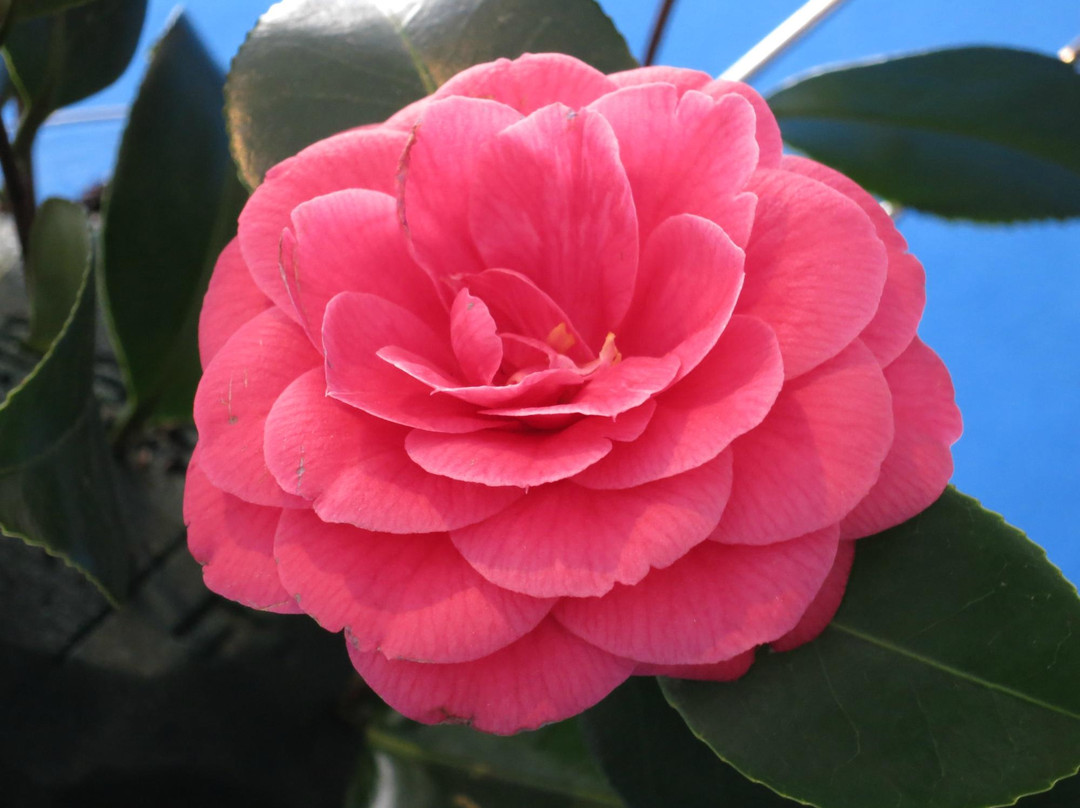 Camellia Park-洛迦诺必去景点