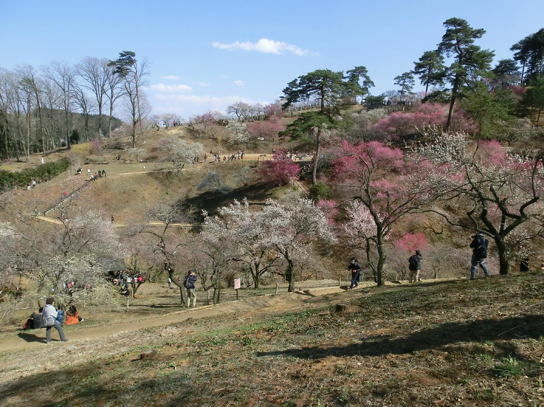 Yoshino Prum Groves-青梅市必去景点