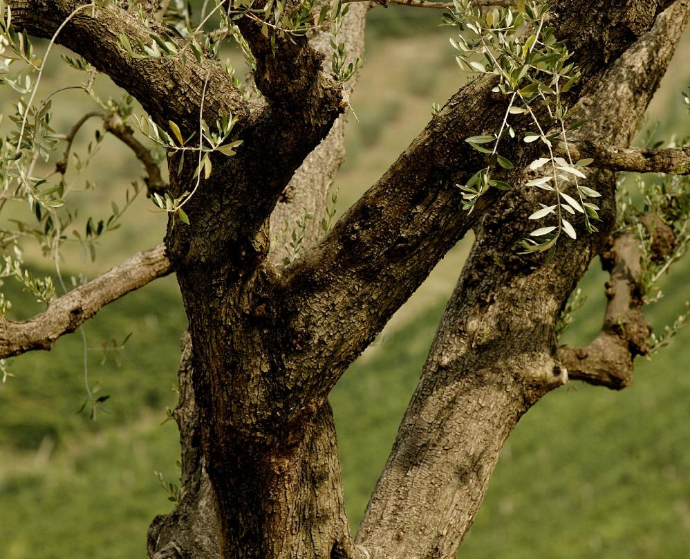 Azienda Agricola Biologica Fiorano-Cossignano必去景点