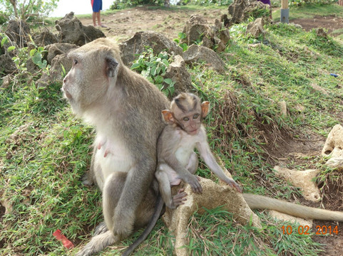 巴厘好司机观光服务－一日游-金巴兰必去景点